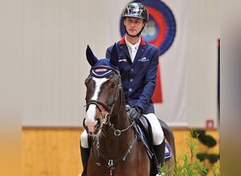 Hannover, Castrone, 6 Anni, 168 cm, Baio