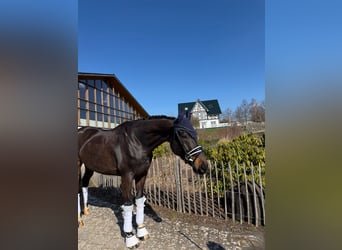 Hannover, Castrone, 6 Anni, 168 cm, Baio scuro