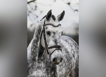 Hannover, Castrone, 6 Anni, 168 cm, Grigio