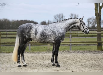 Hannover, Castrone, 6 Anni, 168 cm, Grigio