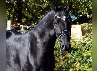 Hannover, Castrone, 6 Anni, 168 cm, Morello