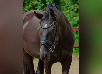 Hannover, Castrone, 6 Anni, 168 cm, Morello