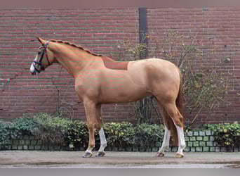 Hannover, Castrone, 6 Anni, 168 cm, Sauro