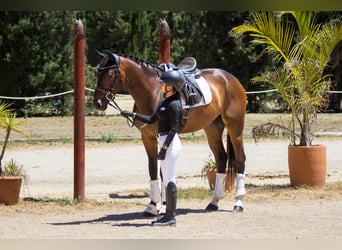 Hannover, Castrone, 6 Anni, 169 cm, Baio