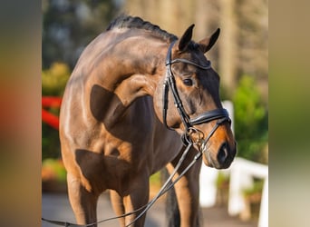 Hannover, Castrone, 6 Anni, 169 cm, Baio