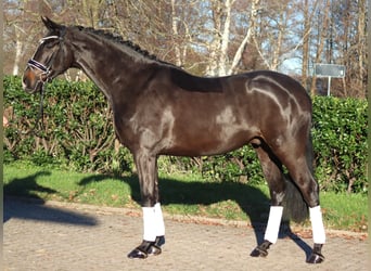 Hannover, Castrone, 6 Anni, 169 cm, Baio