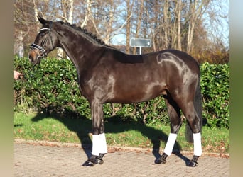 Hannover, Castrone, 6 Anni, 169 cm, Baio
