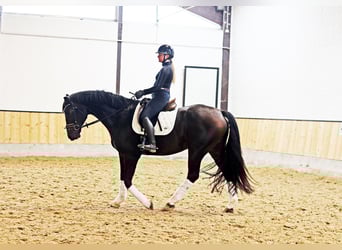 Hannover, Castrone, 6 Anni, 169 cm, Baio nero