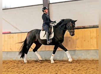 Hannover, Castrone, 6 Anni, 169 cm, Baio nero