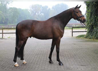 Hannover, Castrone, 6 Anni, 169 cm, Baio scuro