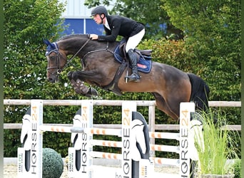 Hannover, Castrone, 6 Anni, 169 cm, Baio scuro