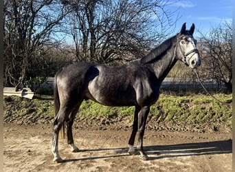 Hannover, Castrone, 6 Anni, 169 cm, Grigio