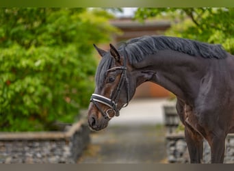 Hannover, Castrone, 6 Anni, 169 cm, Morello