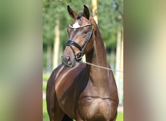 Hannover, Castrone, 6 Anni, 170 cm, Baio scuro
