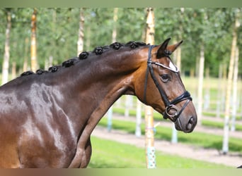 Hannover, Castrone, 6 Anni, 170 cm, Baio scuro