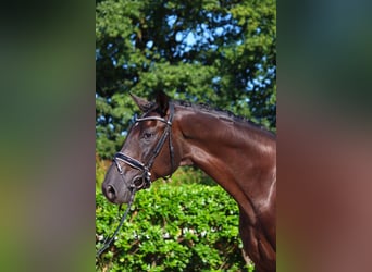Hannover, Castrone, 6 Anni, 170 cm