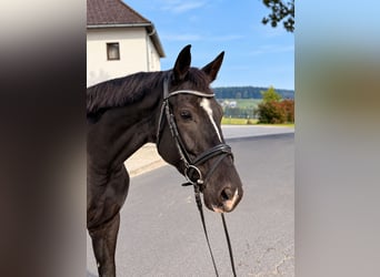 Hannover, Castrone, 6 Anni, 170 cm, Morello
