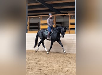 Hannover, Castrone, 6 Anni, 170 cm, Morello