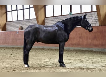 Hannover, Castrone, 6 Anni, 170 cm, Morello