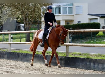 Hannover, Castrone, 6 Anni, 170 cm, Sauro