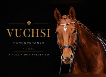 Hannover, Castrone, 6 Anni, 170 cm, Sauro
