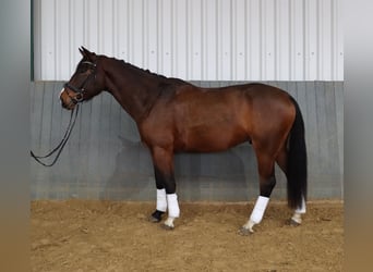 Hannover, Castrone, 6 Anni, 171 cm, Baio