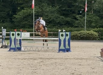 Hannover, Castrone, 6 Anni, 171 cm, Baio