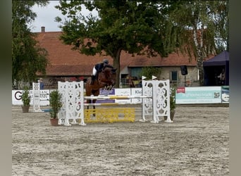 Hannover, Castrone, 6 Anni, 171 cm, Baio