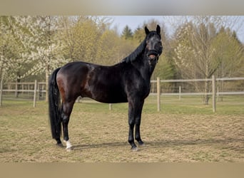 Hannover, Castrone, 6 Anni, 171 cm, Baio scuro