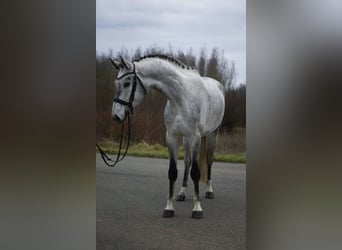 Hannover, Castrone, 6 Anni, 171 cm, Grigio