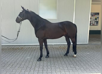 Hannover, Castrone, 6 Anni, 171 cm, Morello