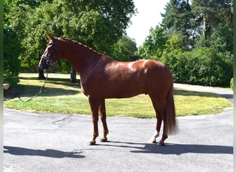 Hannover, Castrone, 6 Anni, 171 cm, Sauro