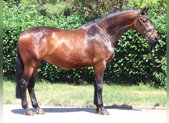 Hannover, Castrone, 6 Anni, 172 cm, Baio