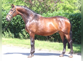Hannover, Castrone, 6 Anni, 172 cm, Baio