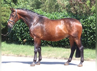 Hannover, Castrone, 6 Anni, 172 cm, Baio