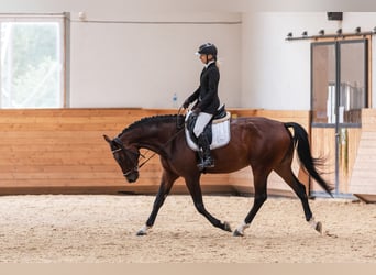 Hannover, Castrone, 6 Anni, 172 cm, Baio ciliegia