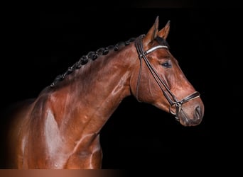 Hannover, Castrone, 6 Anni, 172 cm, Baio ciliegia