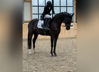 Hannover, Castrone, 6 Anni, 172 cm, Baio nero