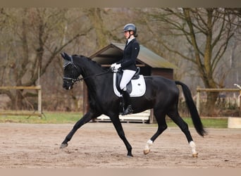 Hannover, Castrone, 6 Anni, 172 cm, Baio nero