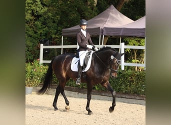 Hannover, Castrone, 6 Anni, 172 cm, Baio nero
