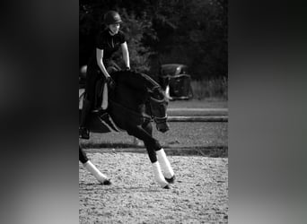 Hannover, Castrone, 6 Anni, 172 cm, Baio nero