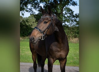 Hannover, Castrone, 6 Anni, 172 cm, Baio nero