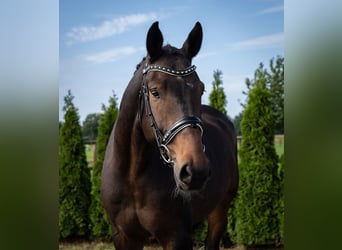 Hannover, Castrone, 6 Anni, 172 cm, Baio nero
