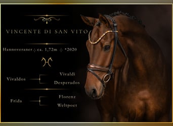 Hannover, Castrone, 6 Anni, 172 cm, Baio scuro