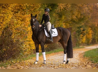 Hannover, Castrone, 6 Anni, 172 cm, Baio scuro