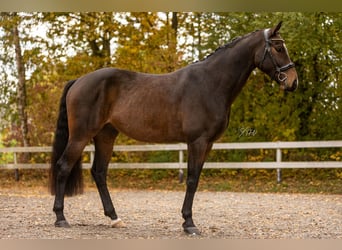 Hannover, Castrone, 6 Anni, 172 cm, Baio scuro