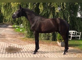 Hannover, Castrone, 6 Anni, 172 cm, Morello