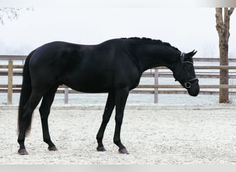 Hannover, Castrone, 6 Anni, 172 cm, Morello