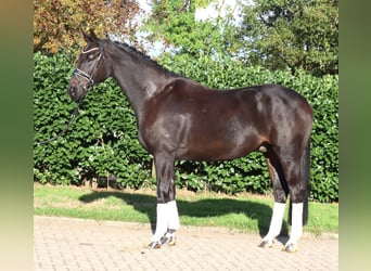 Hannover, Castrone, 6 Anni, 172 cm, Morello