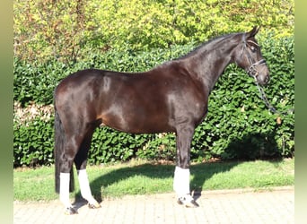 Hannover, Castrone, 6 Anni, 172 cm, Morello